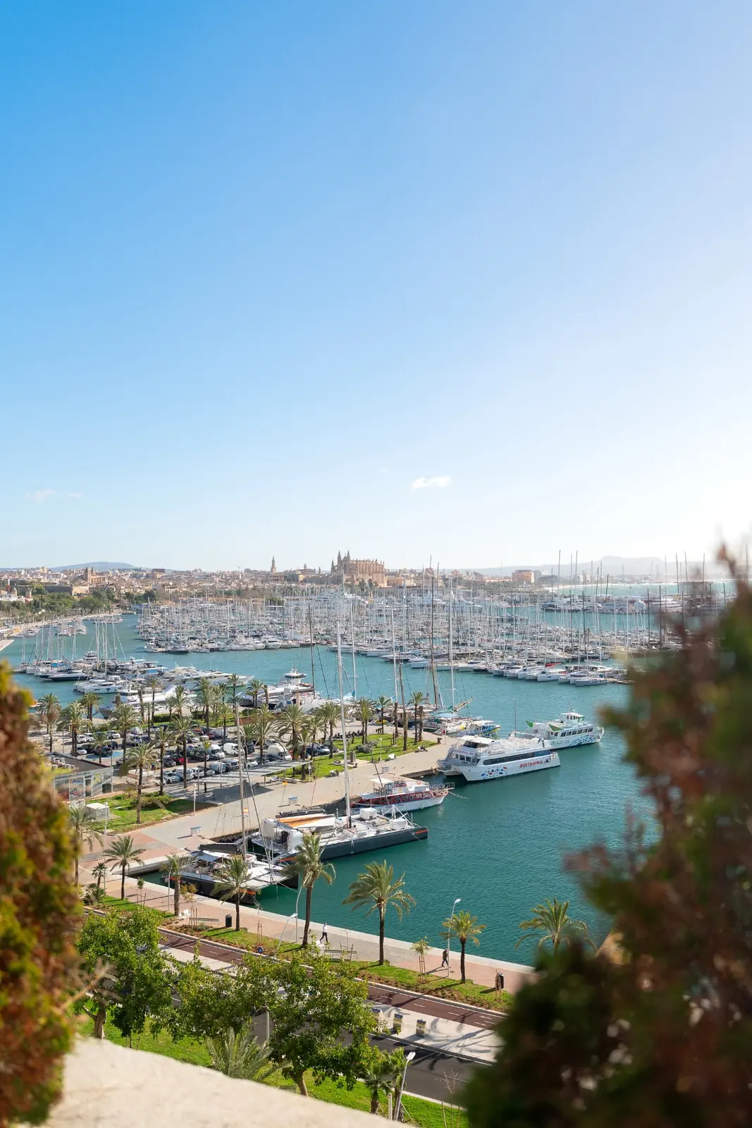 Luftaufnahme des Yachthafens von Palma de Mallorca mit hunderten Yachten und der Kathedrale La Seu im Hintergrund