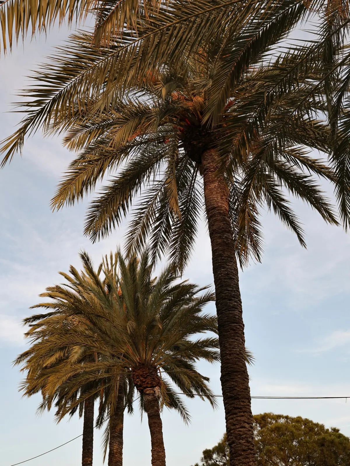 Hohe Dattelpalmen vor mallorquinischem Himmel in der Abendsonne
